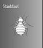 staublaus